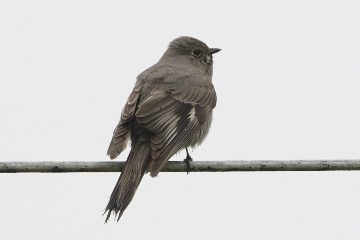 Townsend's Solitaire - Ian Thomson