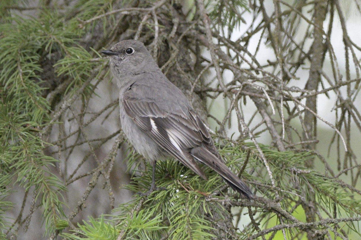 Townsend's Solitaire - ML620888017