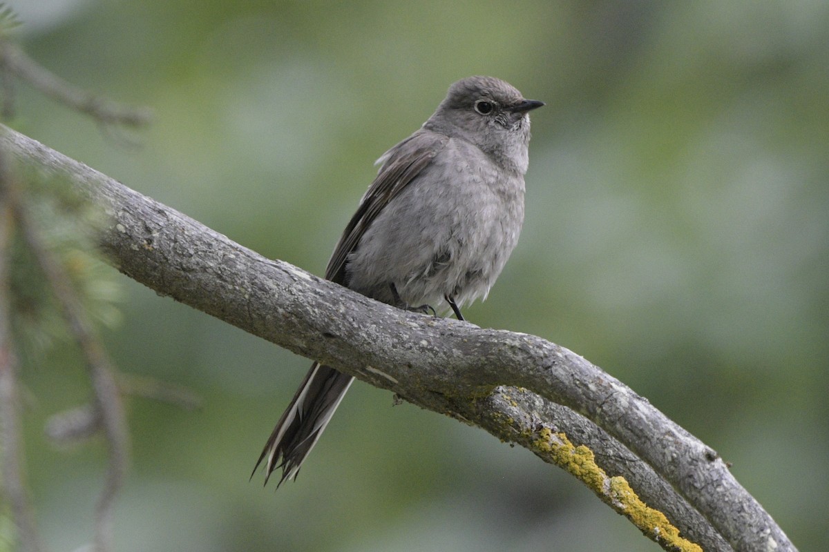 Townsend's Solitaire - ML620888018