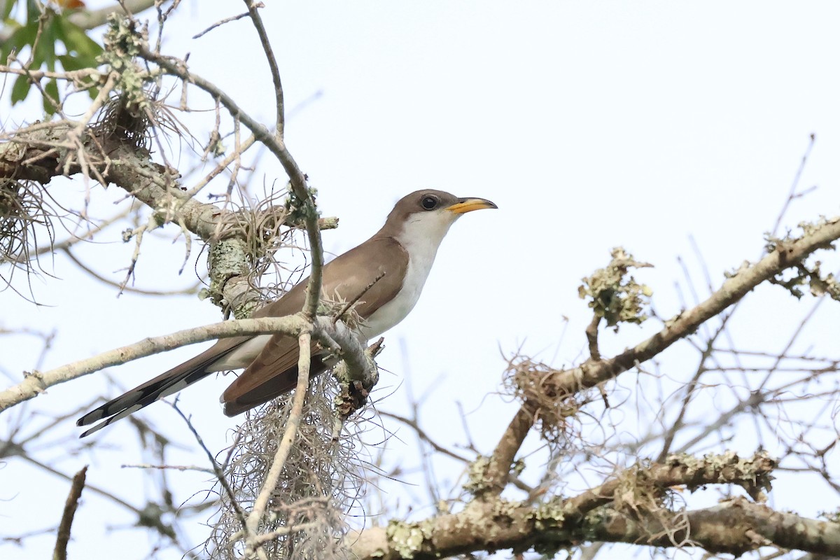 Yellow-billed Cuckoo - ML620888020