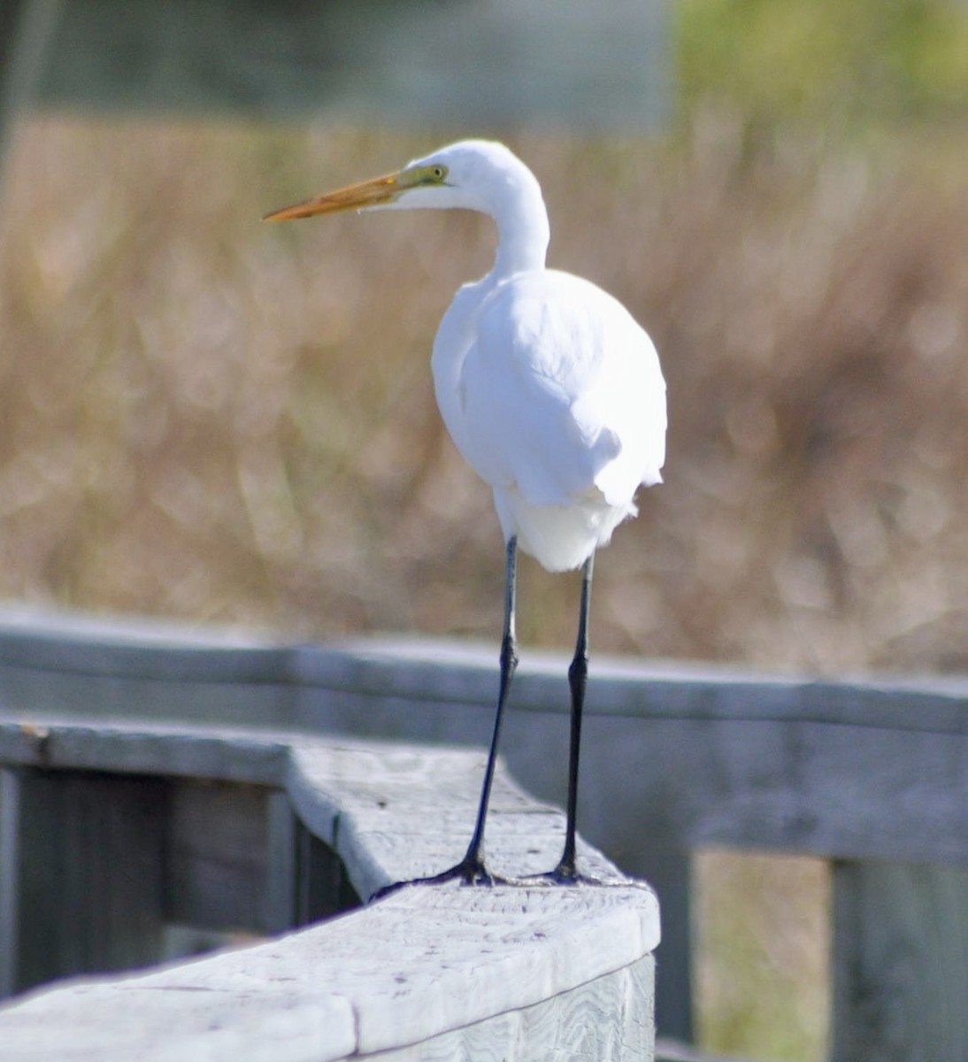 Great Egret - ML620888024