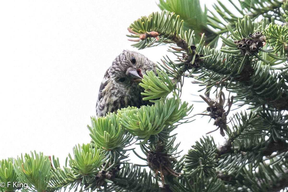 White-winged Crossbill - ML620888026