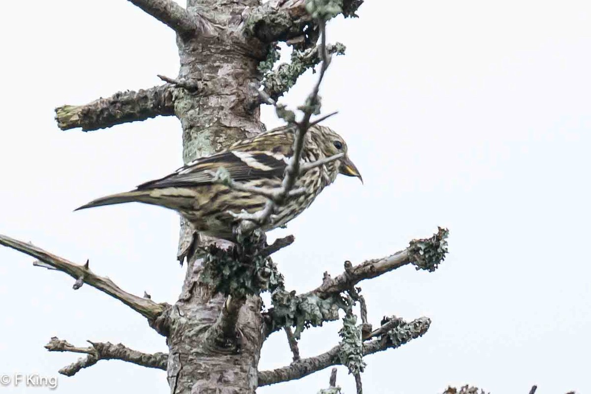 White-winged Crossbill - ML620888027