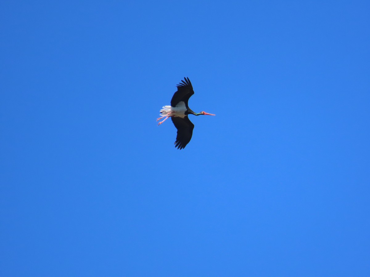 Black Stork - ML620888032