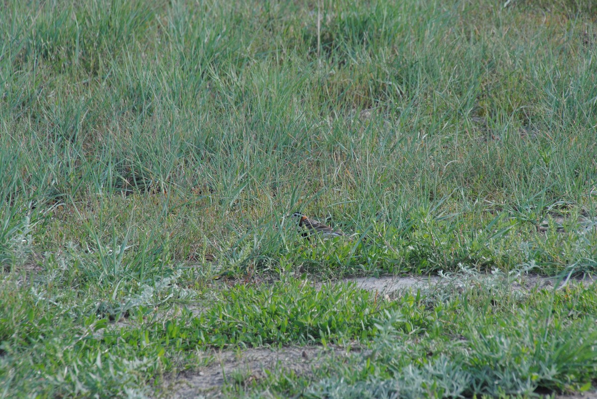 Chestnut-collared Longspur - Alyssa DeRubeis