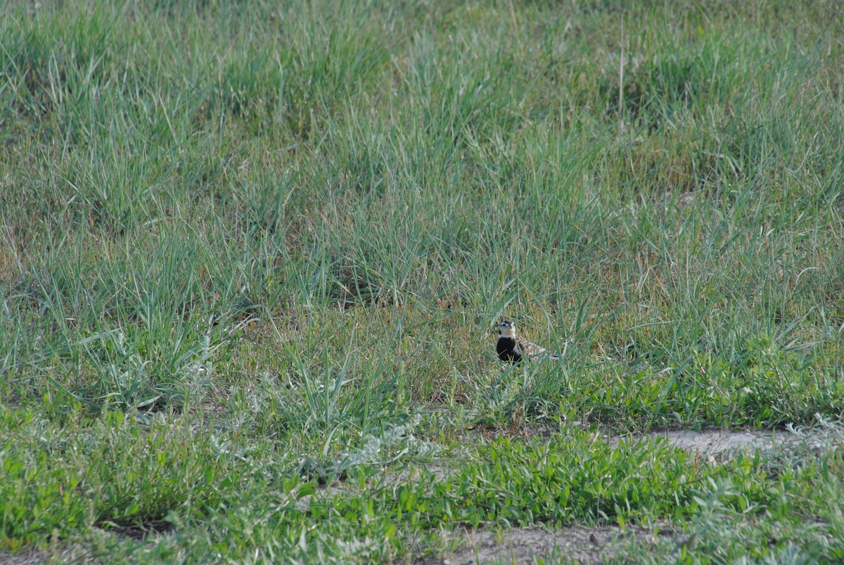 Chestnut-collared Longspur - ML620888036