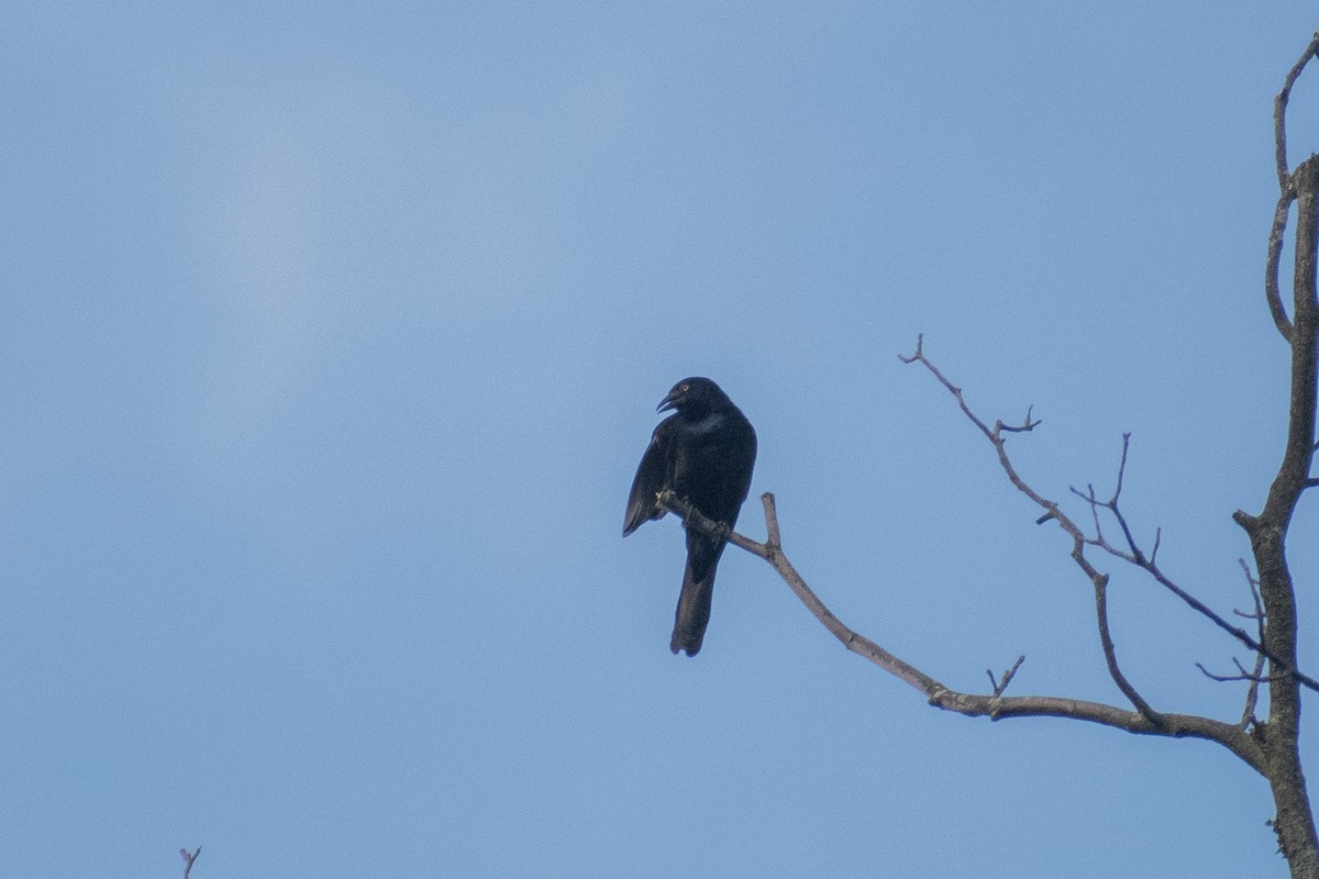 Common Grackle - John Samuelson