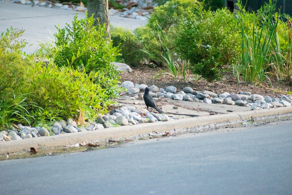 Common Grackle - John Samuelson