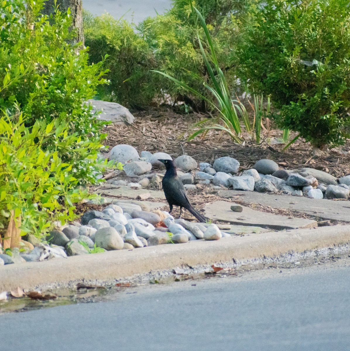 Common Grackle - ML620888042