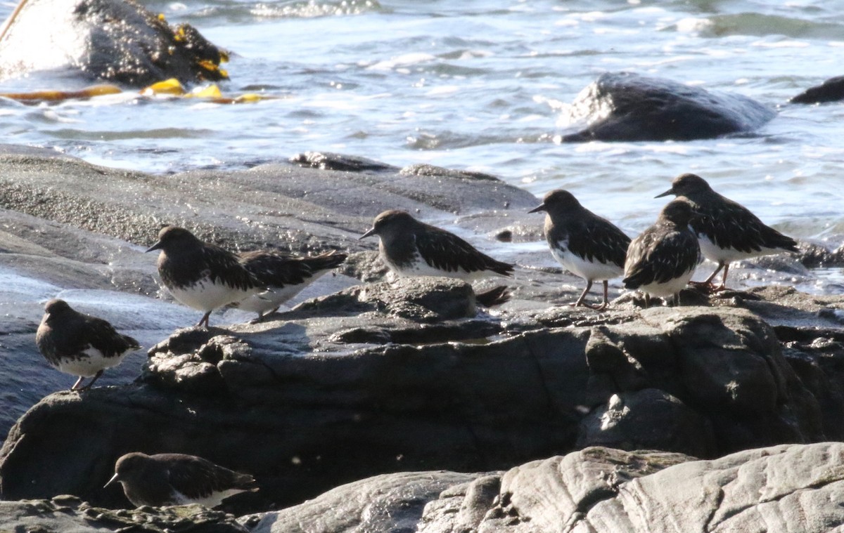 Black Turnstone - ML620888043