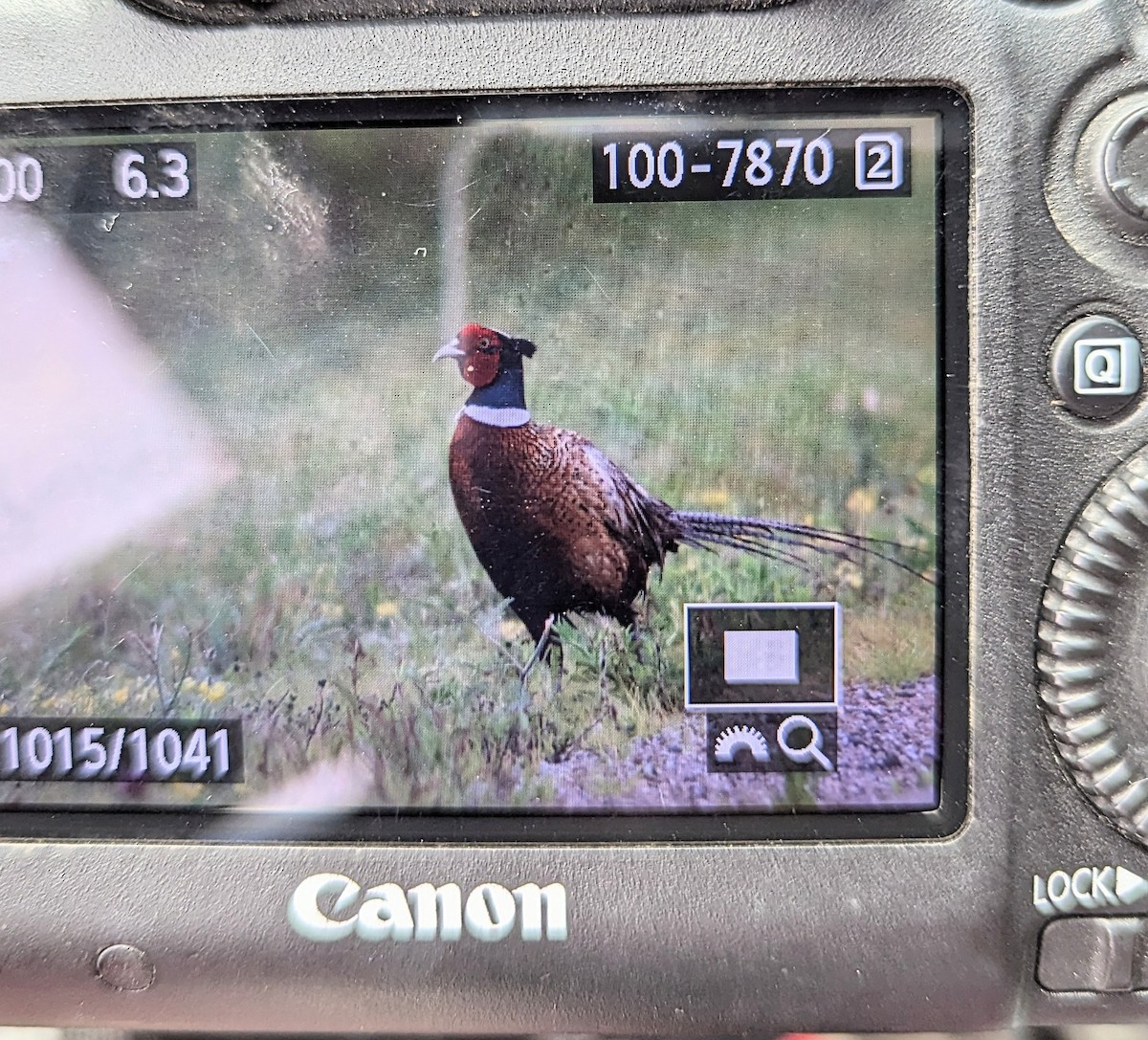 Ring-necked Pheasant - ML620888048