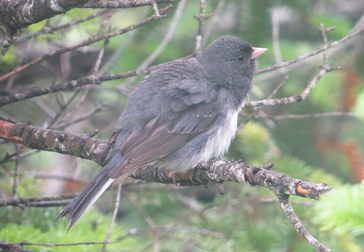 Junco ardoisé (hyemalis/carolinensis) - ML620888051