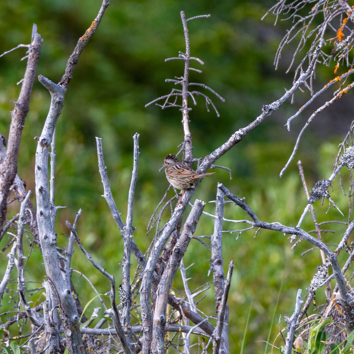 Savannah Sparrow (Savannah) - ML620888053