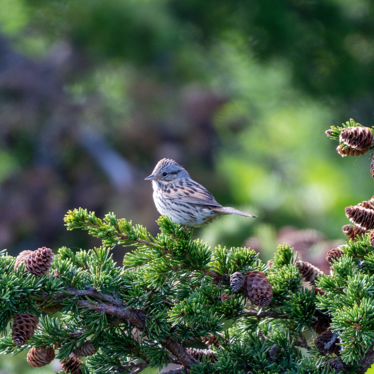 Lincoln's Sparrow - ML620888062