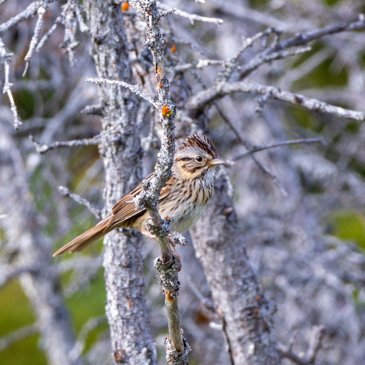 Lincoln's Sparrow - ML620888063