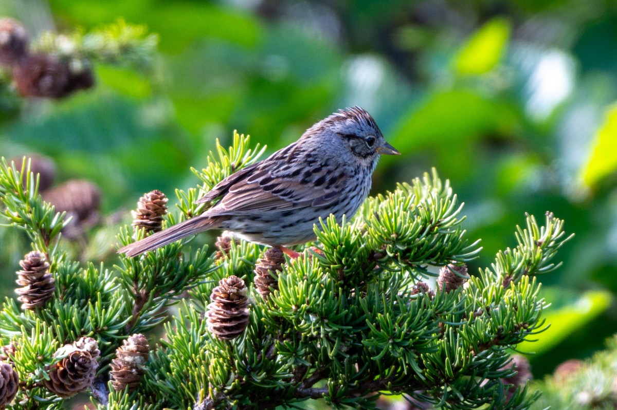 Lincoln's Sparrow - ML620888064