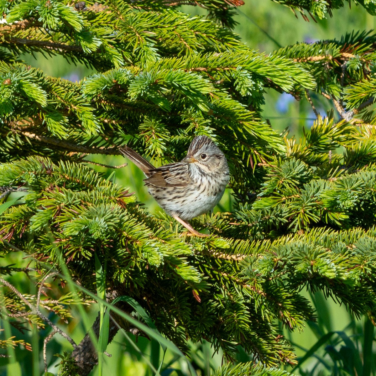 Lincoln's Sparrow - ML620888065