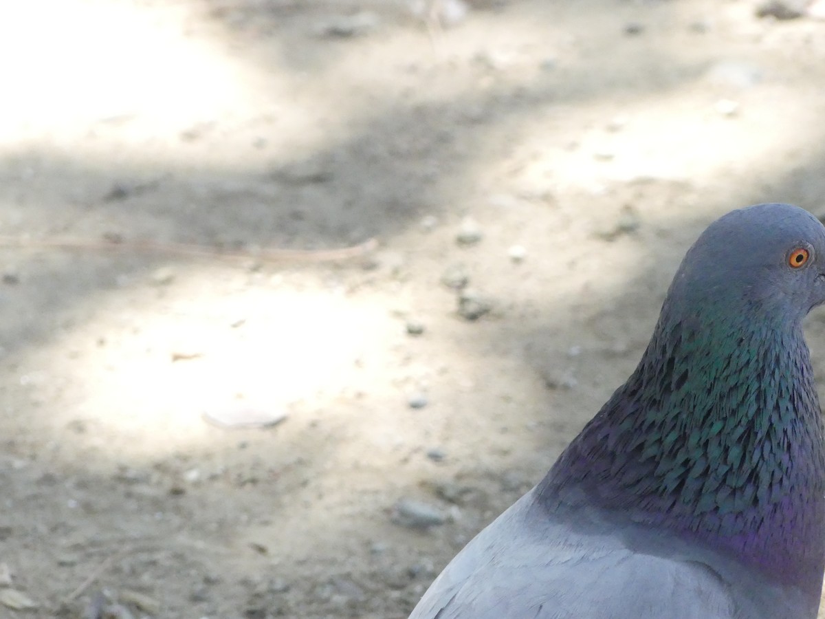 Rock Pigeon (Feral Pigeon) - ML620888066