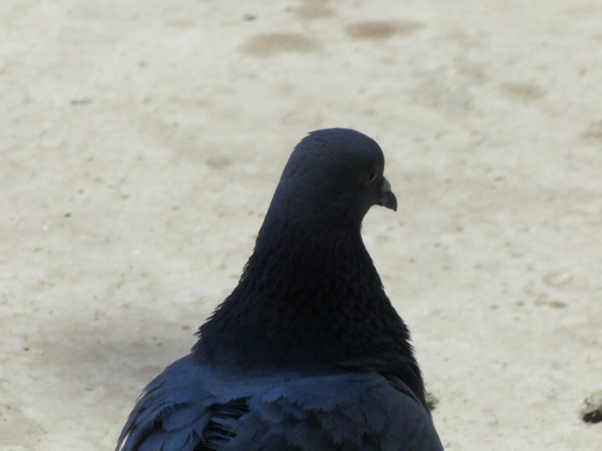 Rock Pigeon (Feral Pigeon) - ML620888067