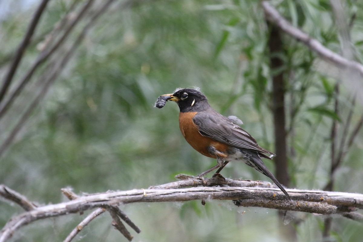 American Robin - ML620888072