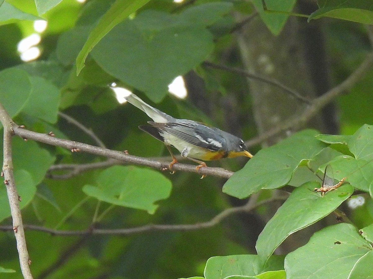 Northern Parula - ML620888073