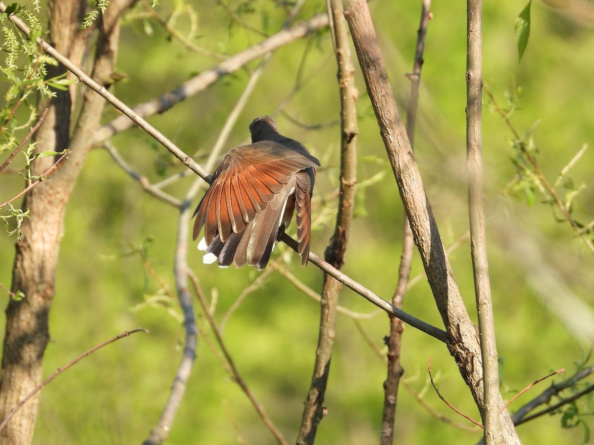 Yellow-billed Cuckoo - ML620888074