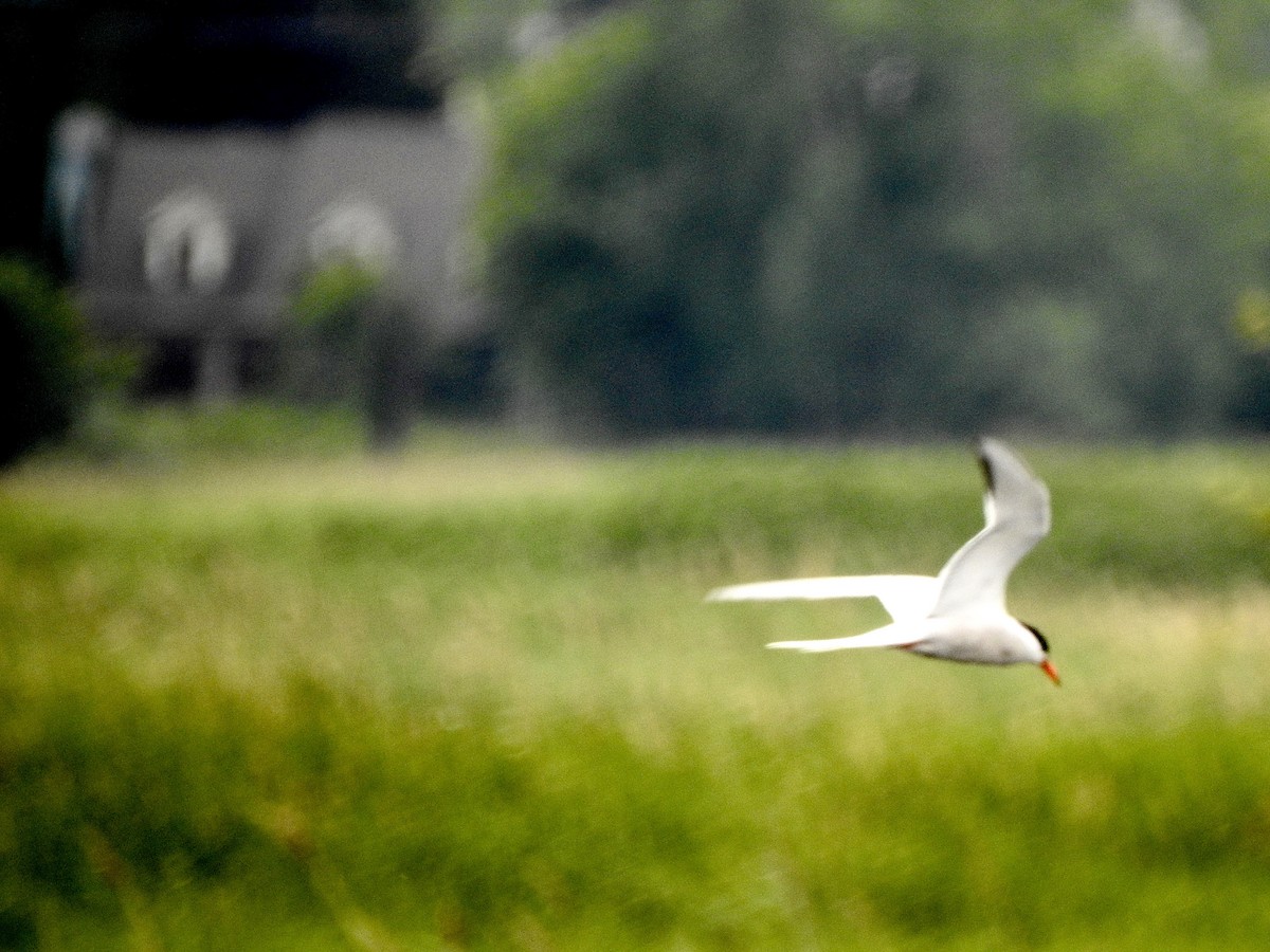 Common Tern - ML620888076