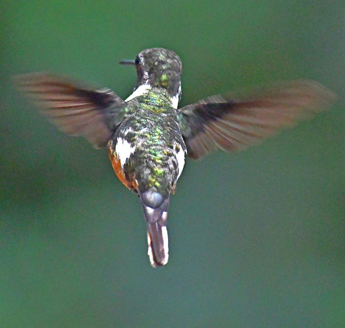 Violettkehl-Sternkolibri - ML620888077