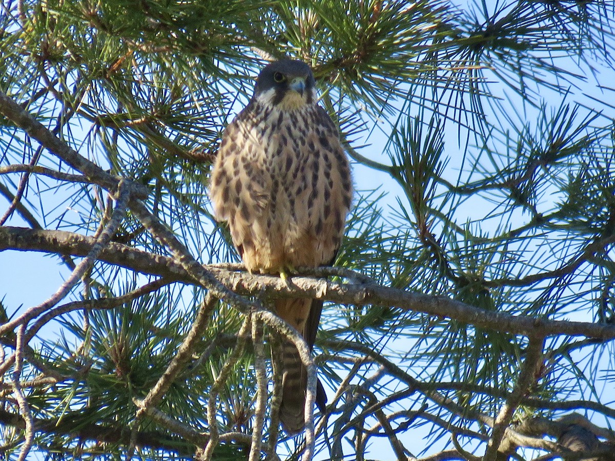 Faucon d'Éléonore - ML620888080