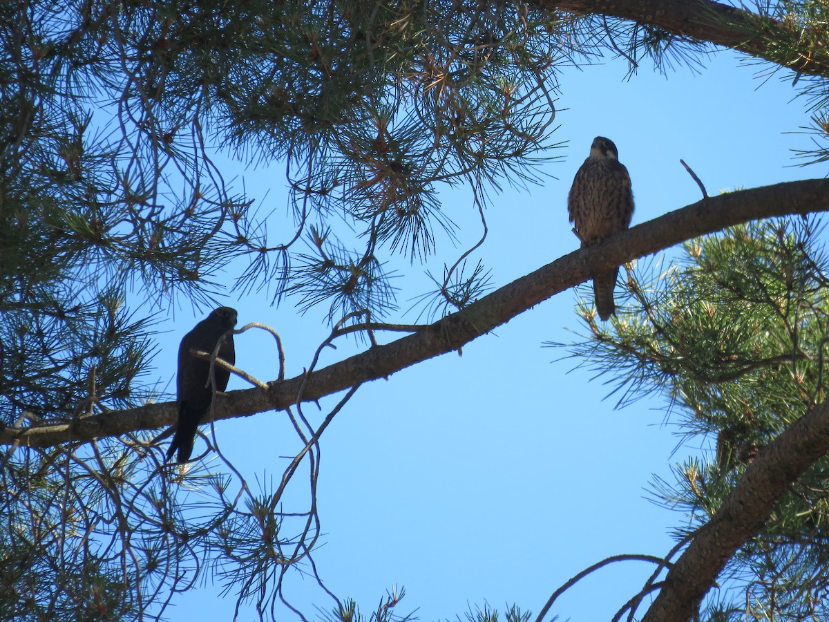 Eleonora's Falcon - ML620888081