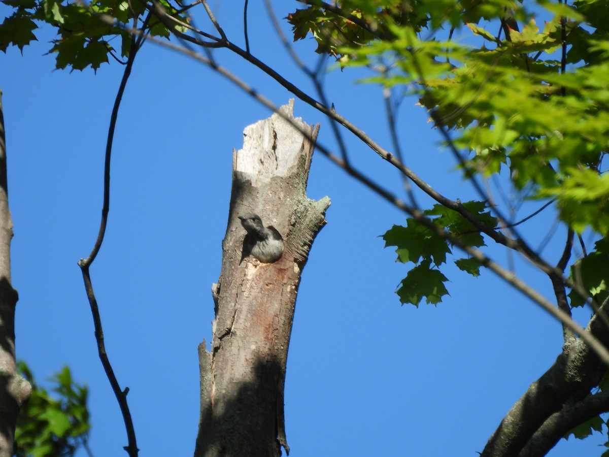 Red-headed Woodpecker - ML620888082