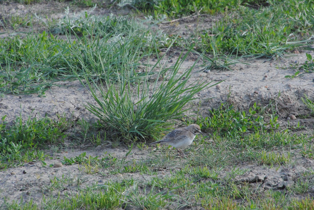 Horned Lark - ML620888083