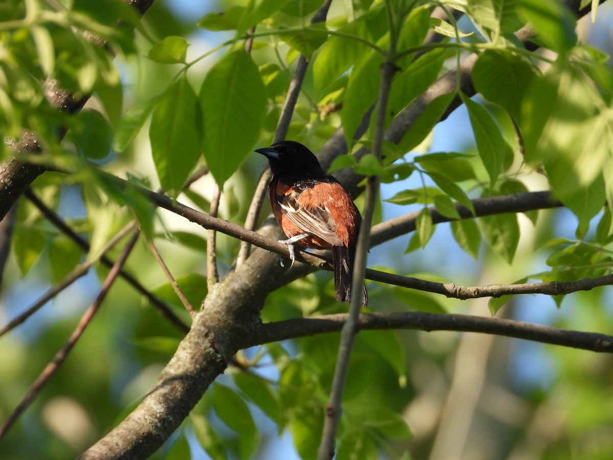 Orchard Oriole - ML620888084