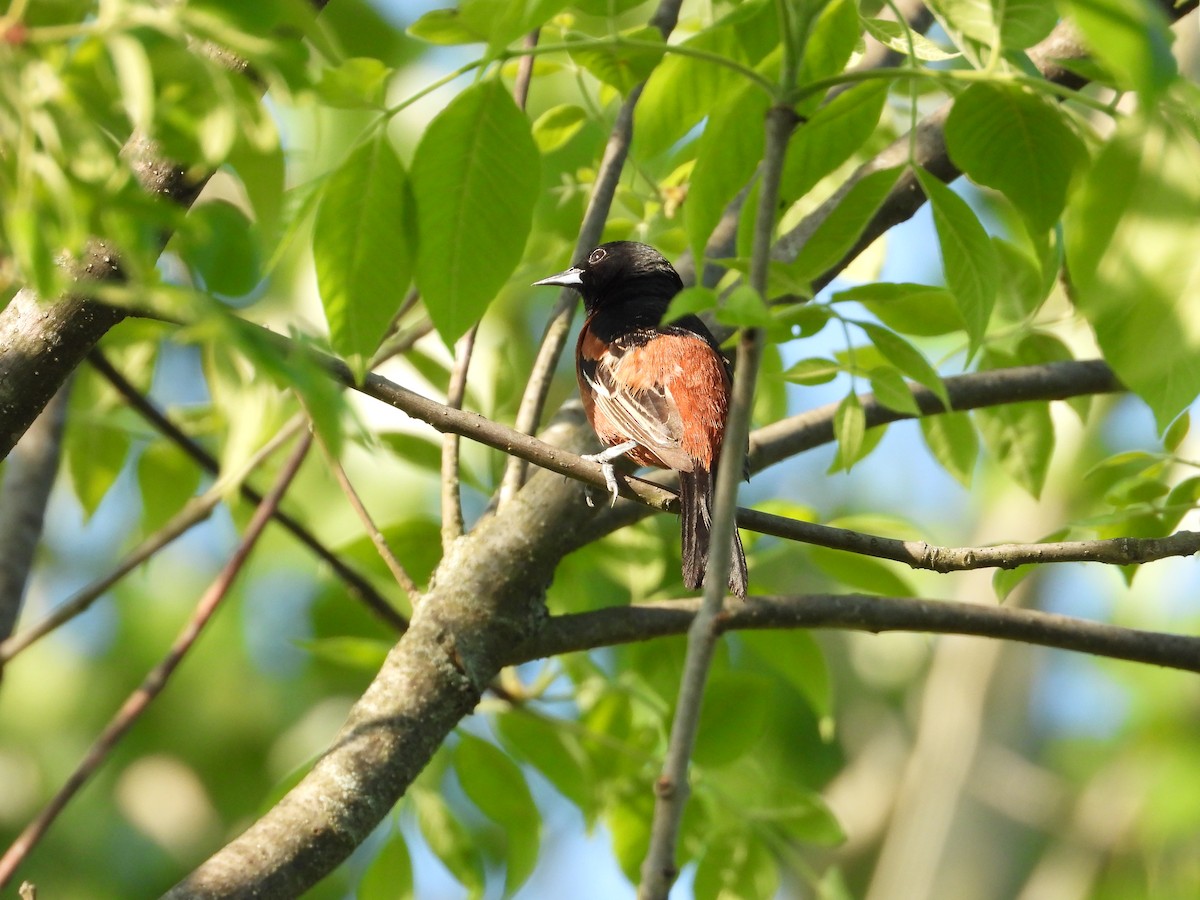 Orchard Oriole - ML620888085