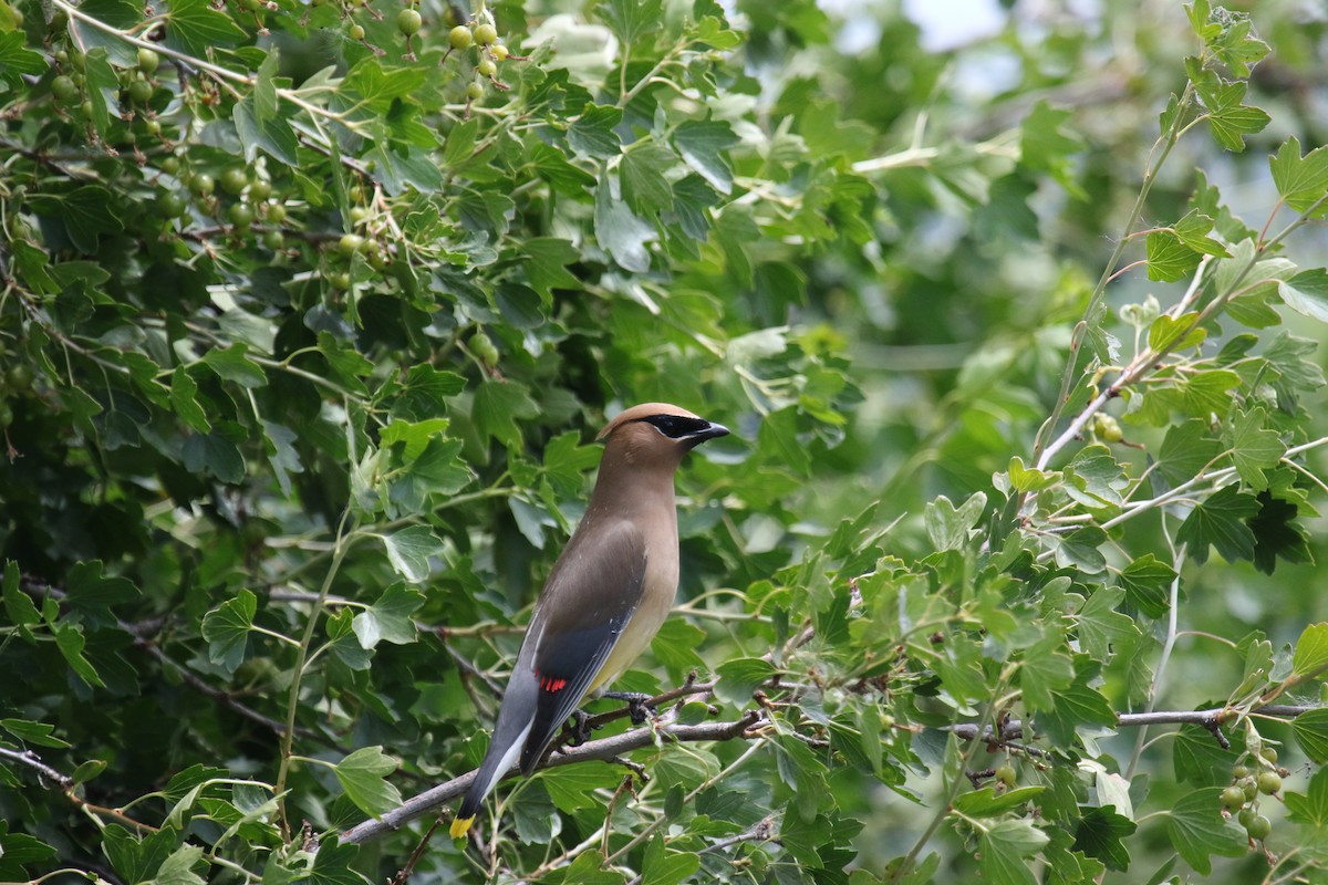 Cedar Waxwing - ML620888086