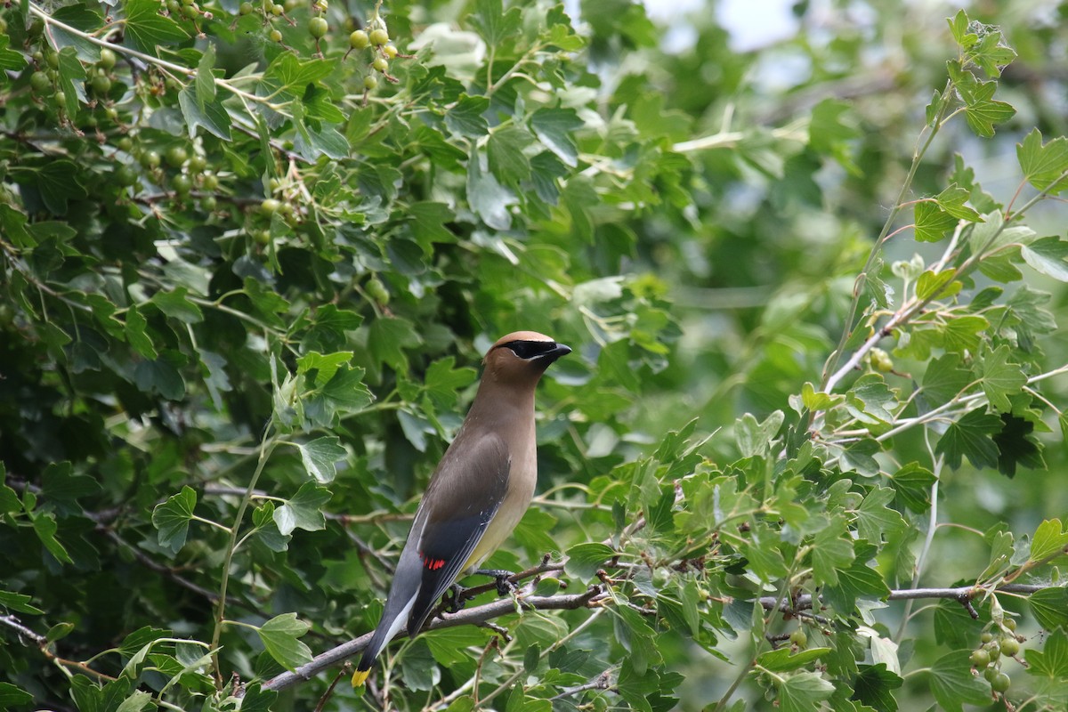 Cedar Waxwing - ML620888087