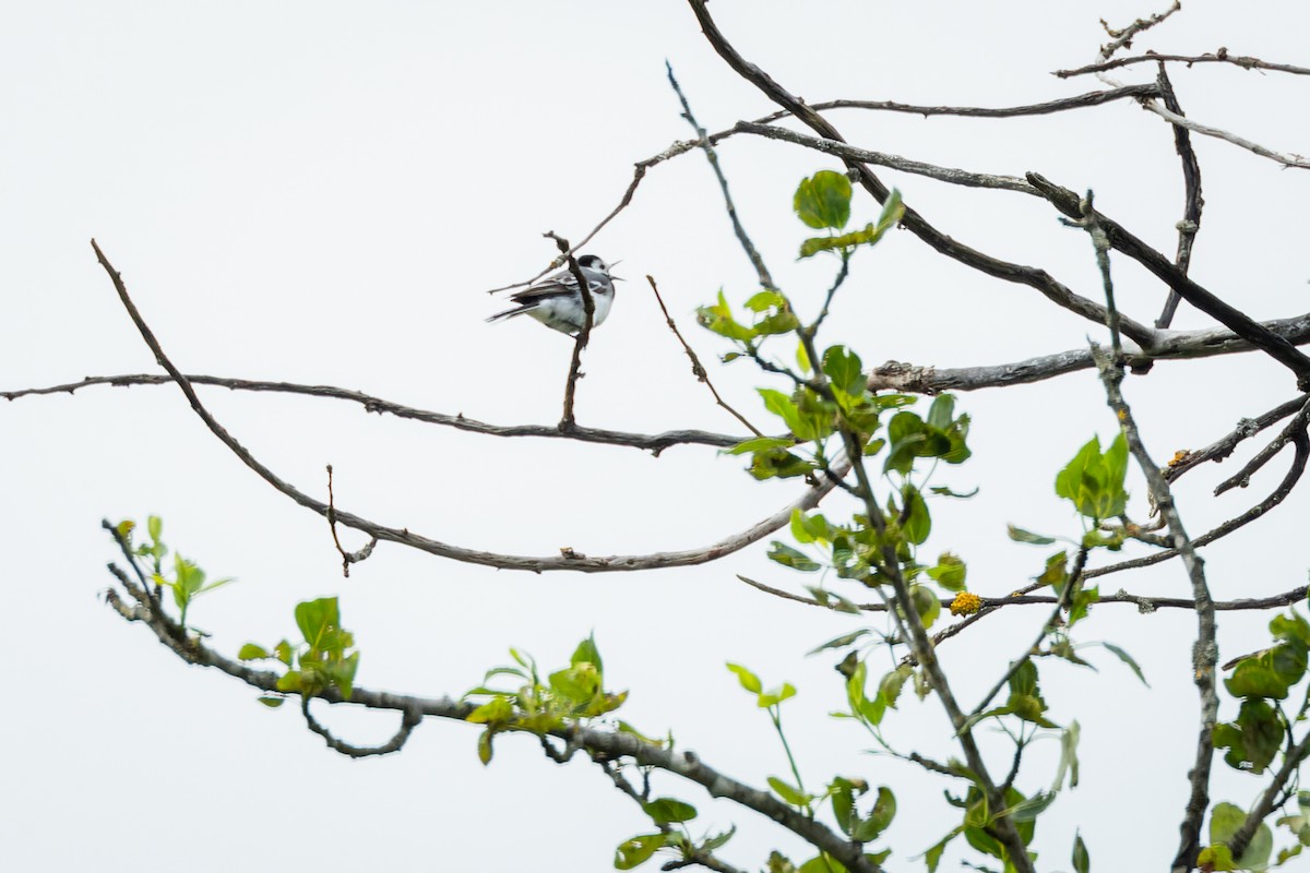 White Wagtail - ML620888088