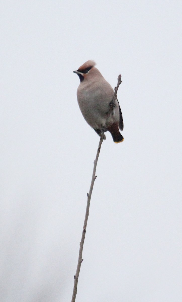 Bohemian Waxwing - ML620888089