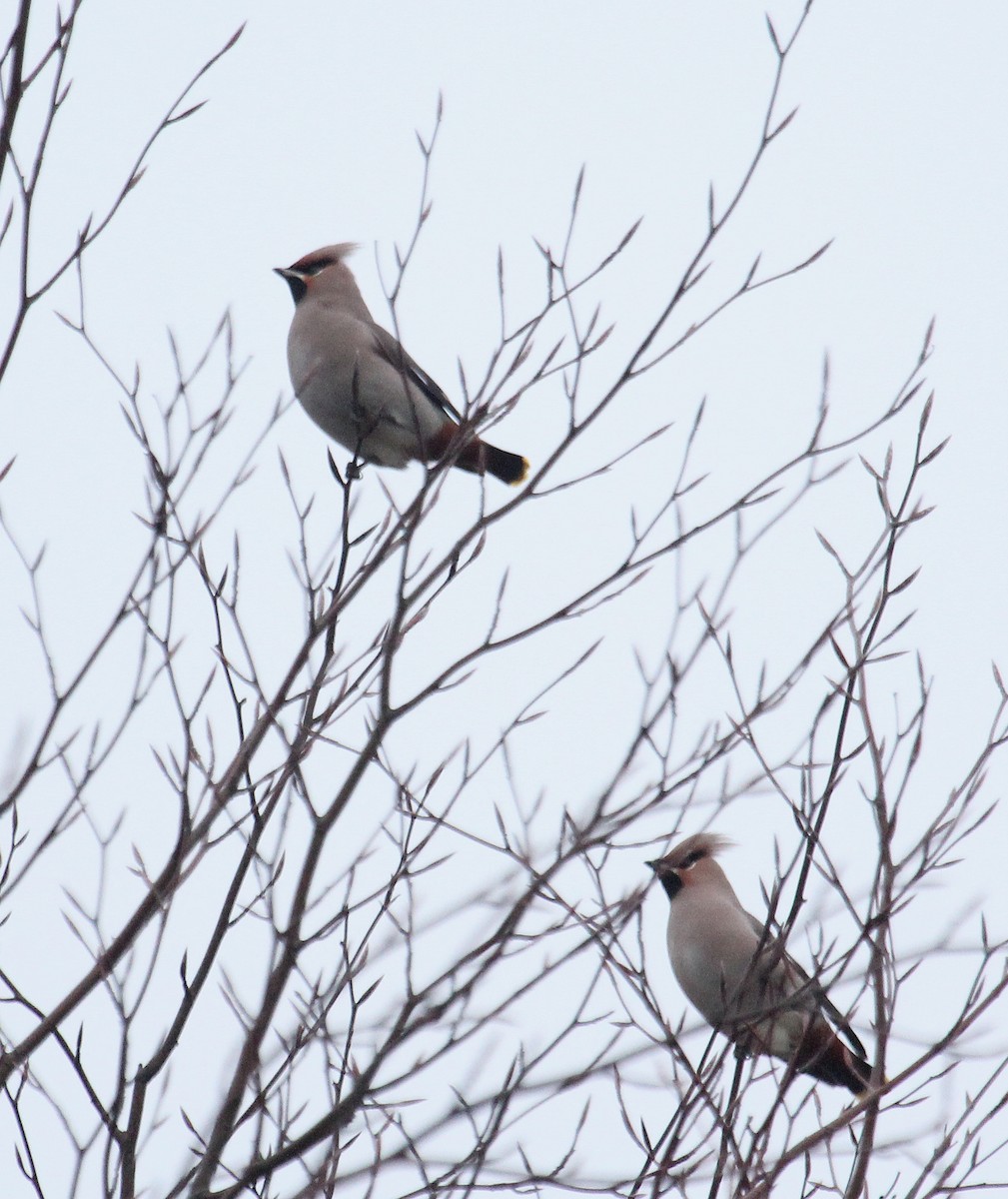 Bohemian Waxwing - ML620888090