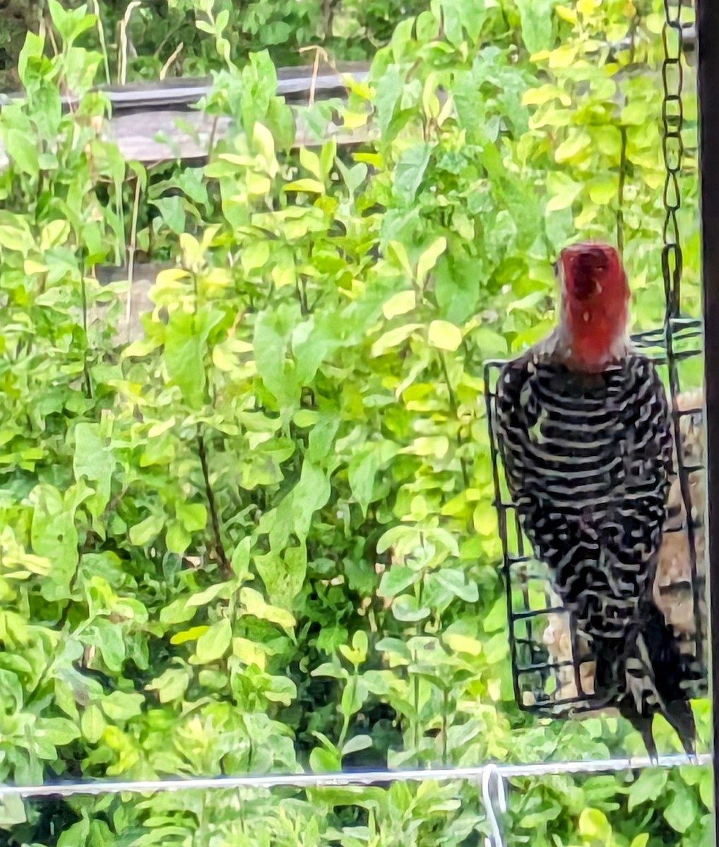 Red-bellied Woodpecker - ML620888092