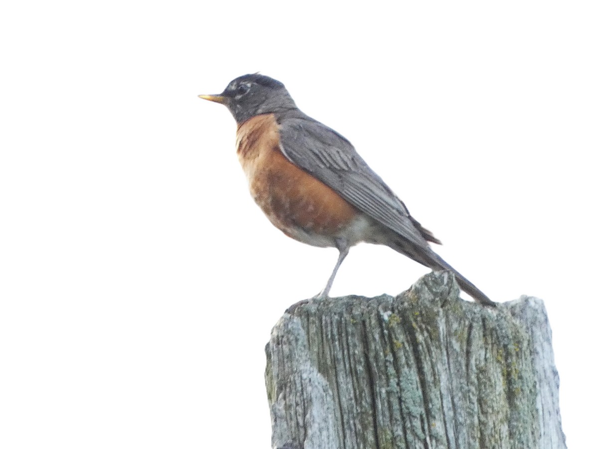 American Robin - Sarah Bowman