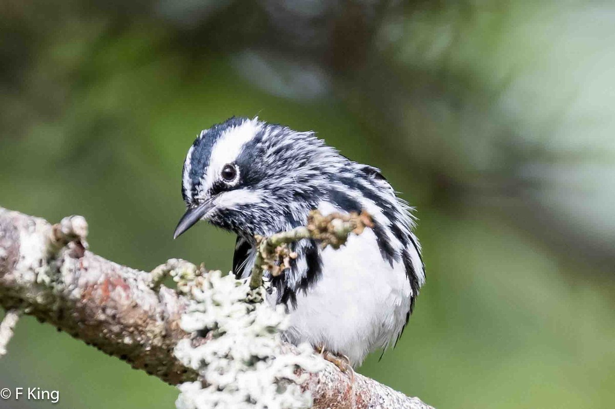 Black-and-white Warbler - ML620888097