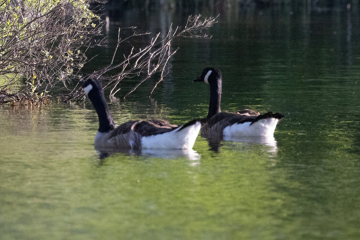 Canada Goose - ML620888099