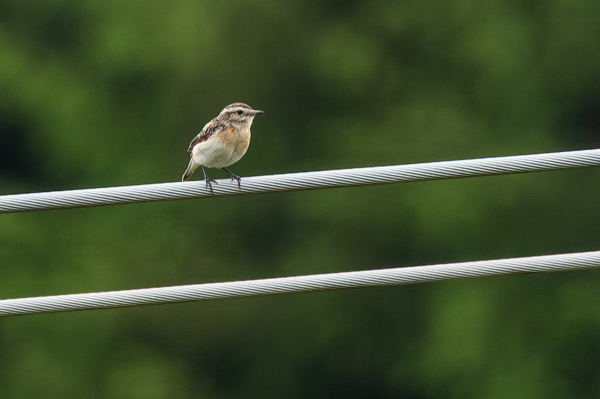 Whinchat - ML620888100