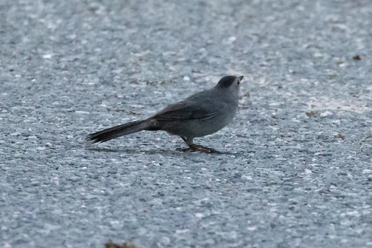 Gray Catbird - ML620888102