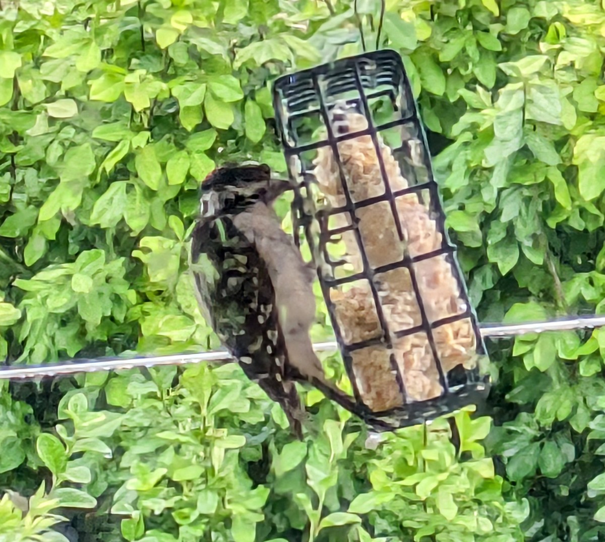 Downy Woodpecker - ML620888103