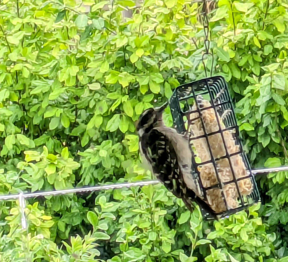 Downy Woodpecker - ML620888104