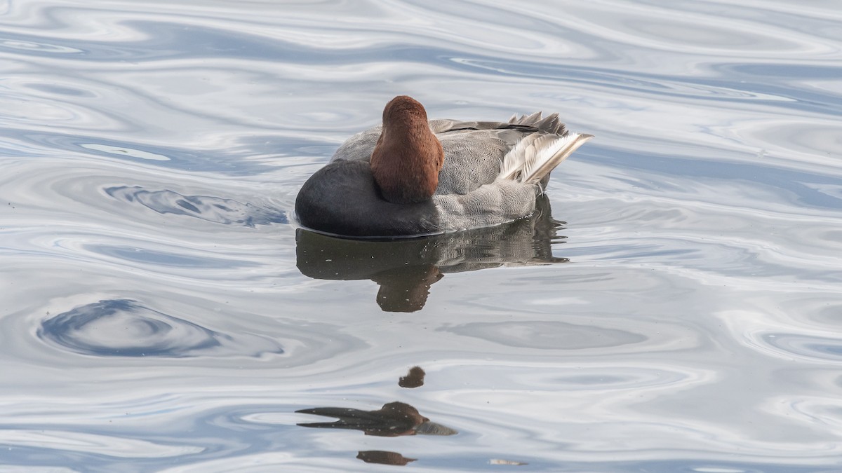 Redhead - ML620888106