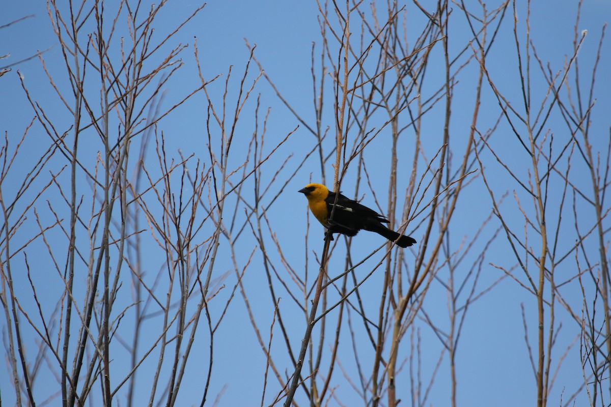 Yellow-headed Blackbird - ML620888107