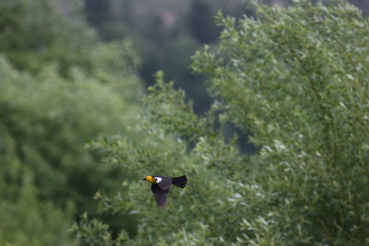 Yellow-headed Blackbird - ML620888108